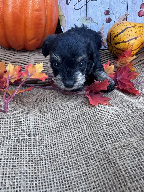Namoni – Miniature Schnauzer, Schnoodle puppy for sale in Evensville, TN