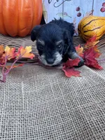 Namoni, a female Miniature Schnauzer and Schnoodle for sale in Evensville, TN – 1 of 8
