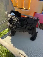 Richie, a male Schnoodle for sale in Evensville, TN – 3 of 7