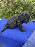 Zane, a male Sheepadoodle for sale in Evensville, TN – 2 of 9