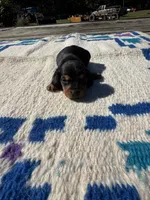 Candyman, a male Miniature Dachshund for sale in Evensville, TN – 5 of 5