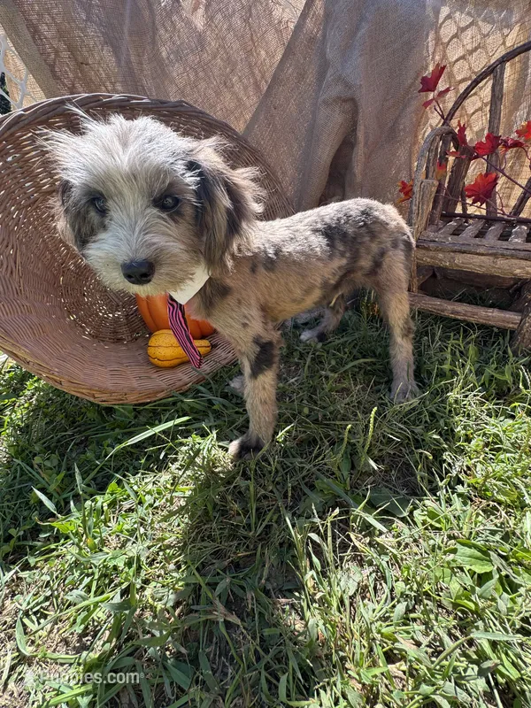Zebra Cake – Miniature Aussiedoodle puppy for sale in Evensville, TN