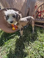 Zebra Cake, a male Miniature Aussiedoodle for sale in Evensville, TN – 1 of 9