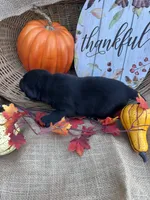 Patrice, a female Labrador Retriever for sale in Evensville, TN – 7 of 8