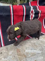 Alara, a female Miniature Aussiedoodle for sale in Evensville, TN – 2 of 5