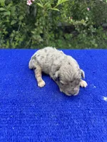 Cosmic Brownie, a male Miniature Aussiedoodle for sale in Evensville, TN – 9 of 10