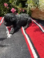 Richie, a male Schnoodle for sale in Evensville, TN – 9 of 9