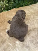Dax, a male Miniature Aussiedoodle for sale in Evensville, TN – 8 of 9