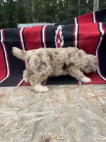 Koa, a male Miniature Aussiedoodle for sale in Evensville, TN – 2 of 7