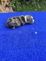Zebra Cake, a male Miniature Aussiedoodle for sale in Evensville, TN – 5 of 9