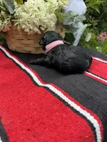 Vintage, a female Schnoodle for sale in Evensville, TN – 2 of 6