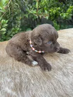 Rubi, a female Miniature Aussiedoodle for sale in Evensville, TN – 2 of 10