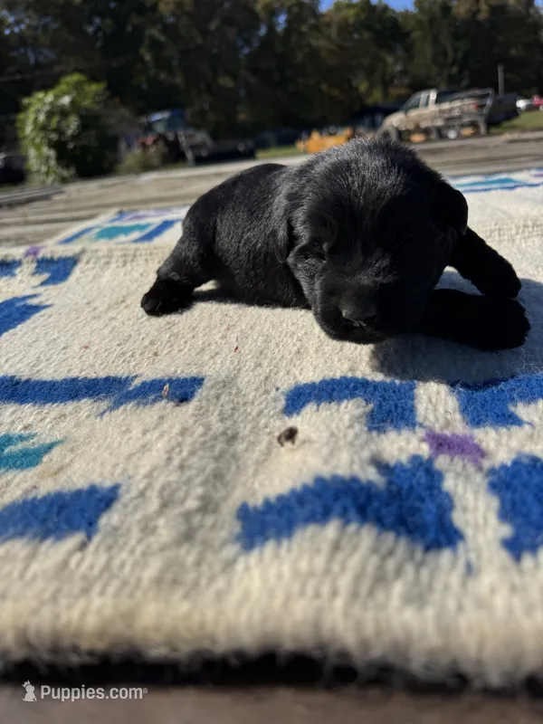 Cheeto – Giant Schnauzer puppy on hold in Evensville, TN