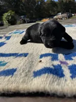 Cheeto, a male Giant Schnauzer for sale in Evensville, TN – 1 of 5