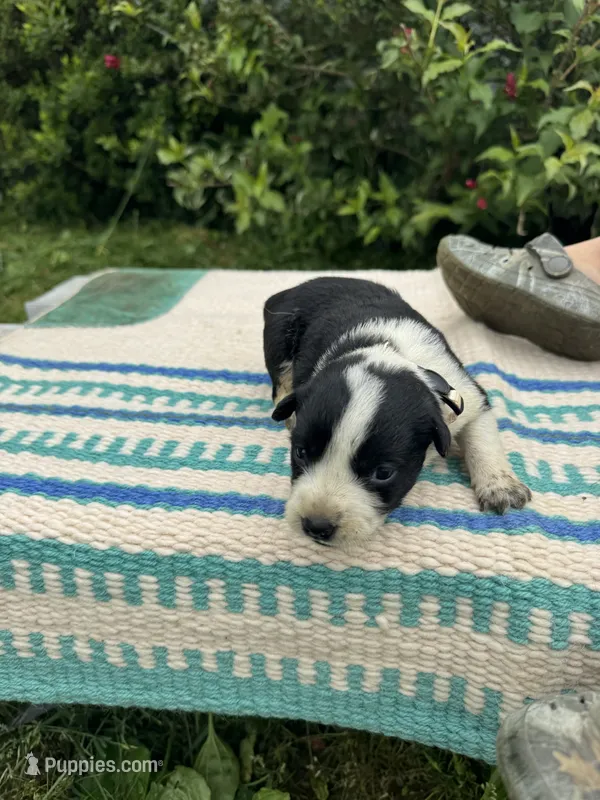 Harley – Australian Cattle Dog puppy for sale in Evensville, TN