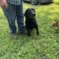 Diesel, a male Labrador Retriever for sale in Evensville, TN – Photo 3 of 4