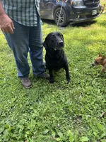 Diesel, a male Labrador Retriever for sale in Evensville, TN – Photo 3 of 4