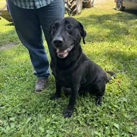 Diesel, a male Labrador Retriever for sale in Evensville, TN – Photo 1 of 4