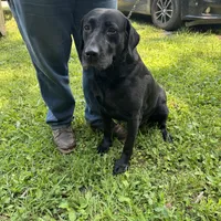 Diesel, a male Labrador Retriever for sale in Evensville, TN – Photo 4 of 4