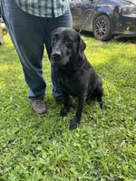 Diesel, a male Labrador Retriever for sale in Evensville, TN – Photo 4 of 4