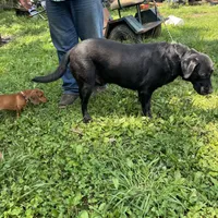 Diesel, a male Labrador Retriever for sale in Evensville, TN – Photo 2 of 4