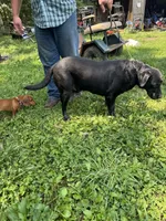 Diesel, a male Labrador Retriever for sale in Evensville, TN – Photo 2 of 4