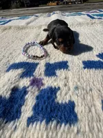 Candycorn, a female Miniature Dachshund for sale in Evensville, TN – 2 of 6