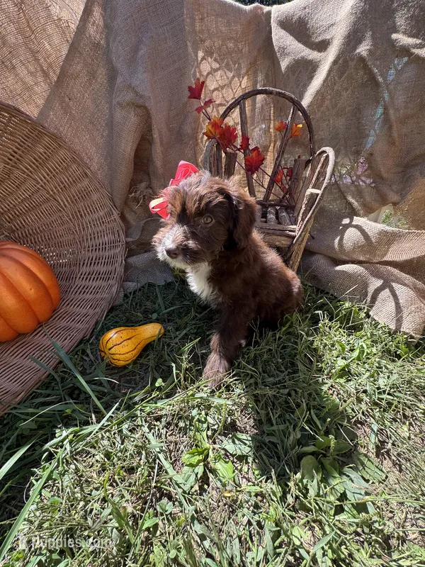 Alara – Miniature Aussiedoodle puppy for sale in Evensville, TN