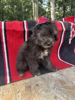Nutty Buddy, a male Miniature Aussiedoodle for sale in Evensville, TN – 4 of 5