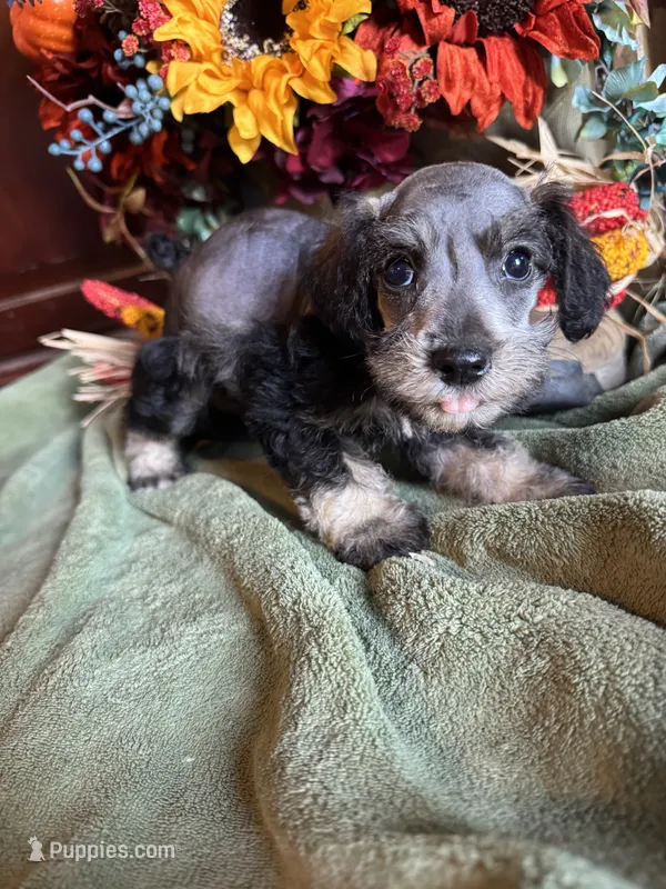 Nathan – Miniature Schnauzer, Schnoodle puppy for sale in Evensville, TN