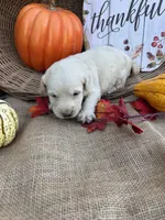 Persis, a female Labradoodle for sale in Evensville, TN – 7 of 8