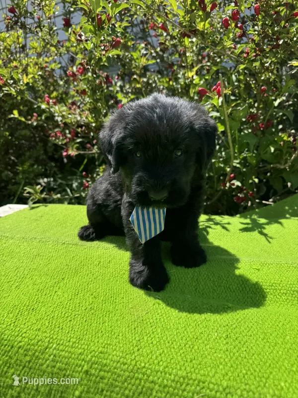 Blackbird – Giant Schnauzer puppy for sale in Evensville, TN