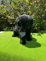 Blackbird, a male Giant Schnauzer for sale in Evensville, TN – 1 of 8