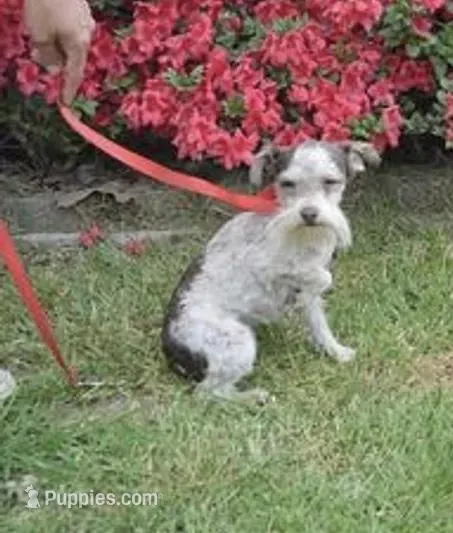 Satin – Miniature Schnauzer puppy for sale in Evensville, TN