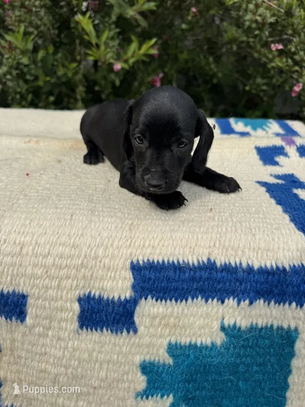Oliver – Miniature Dachshund puppy for sale in Evensville, TN