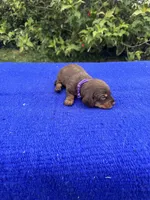 Izzy, a female Miniature Dachshund for sale in Evensville, TN – 2 of 8