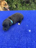 Swiss Roll, a female Miniature Aussiedoodle for sale in Evensville, TN – 7 of 10