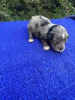 Snickerdoodle, a male Miniature Aussiedoodle for sale in Evensville, TN – 3 of 9