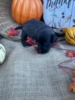 Primm, a female Labradoodle for sale in Evensville, TN – 1 of 8
