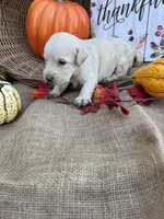 Persis, a female Labradoodle for sale in Evensville, TN – 6 of 8