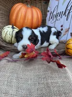 Nessie, a female English Springer Spaniel for sale in Evensville, TN – 2 of 9
