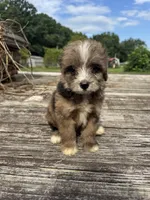 Zebra Cake, a male Miniature Aussiedoodle for sale in Evensville, TN – 4 of 10