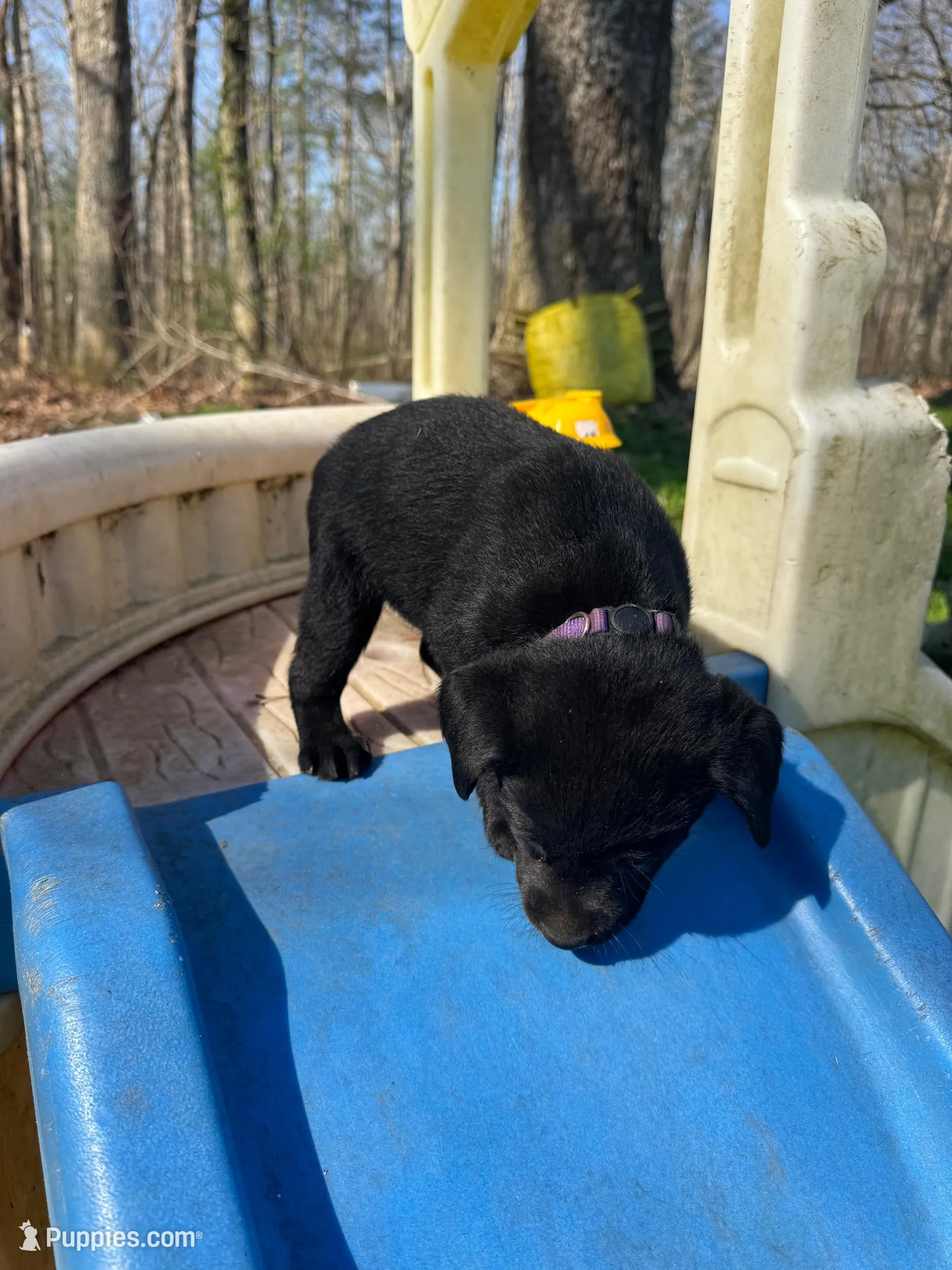Mango, a female Labrador Retriever for sale in Evensville, TN – Photo 6 of 8
