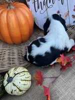 Oaklynd, a male English Springer Spaniel for sale in Evensville, TN – 3 of 6