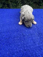Cosmic Brownie, a male Miniature Aussiedoodle for sale in Evensville, TN – 2 of 10