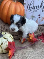 Nollie, a female Schnoodle and Poodle - Miniature  for sale in Evensville, TN – 7 of 7