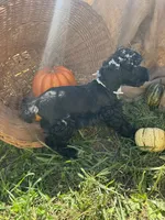 Ocean, a male Miniature Schnauzer and Poodle - Miniature  for sale in Evensville, TN – 7 of 8