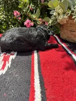 Richie, a male Schnoodle for sale in Evensville, TN – 5 of 9