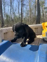 Tango, a male Labrador Retriever for sale in Evensville, TN – Photo 5 of 7