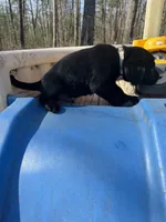 Tango, a male Labrador Retriever for sale in Evensville, TN – Photo 3 of 7